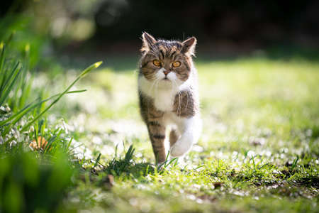 cute tabby white british shorthair cat looking walking towards camera on green grass in spring sunlightの写真素材