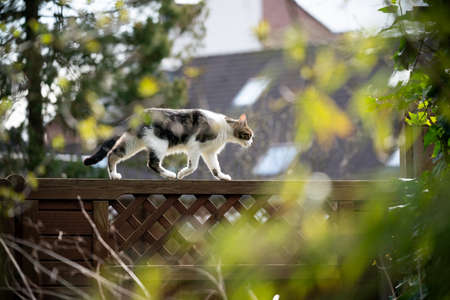 side view of a domestic cat walking on wood fence outdoors in the sunny backyardの写真素材