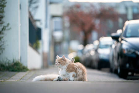 curious maine coon cat resting on sidewalk next to public street and parking carsの写真素材