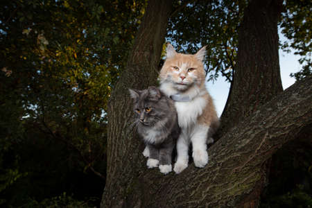 two maine coon cats standing on tree in the evening observing the garden looking at camera. one animal is wearing a gps tracker attached to collarの写真素材