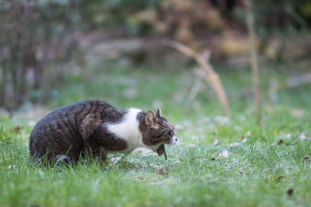 side view of a tabby white british shorthair cat vomit in back yard on lawnの写真素材