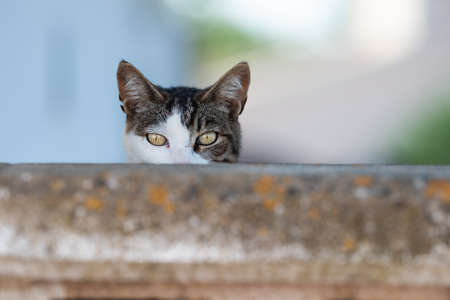 tabby white cat hiding behind concrete wall looking at camera curiously showing only upper part of the faceの写真素材