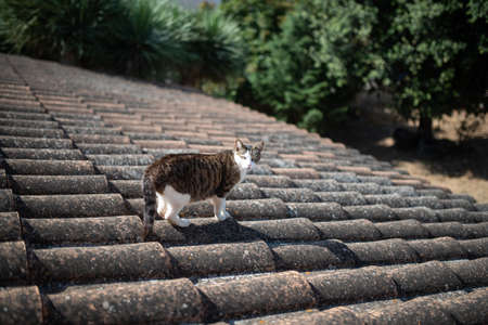 Mallorca 2019: tabby white domestic cat standing on roof tiles on a sunny day looking at camera in majorca, spain.の写真素材