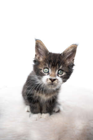 studio portrait of a curious tabby maine coon kitten looking at camera isolated on white background with copy spaceの写真素材