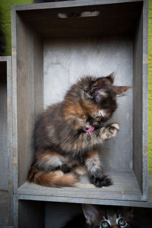tiny calico maine coon kitten resting in shelf box groomingの写真素材