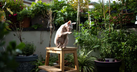 hairless sphynx cat sitting on stool grooming outdoors on balcony surrounded by plants in the sunlightの写真素材