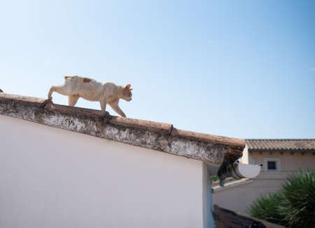 ginger white cat without tail walking on edge of rooftop on a house on majorca, spain on a sunny summer day in front of blue skyの写真素材