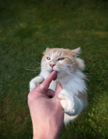 young hungry cream tabby white ginger maine coon cat licking finger of human hand outdoors on grass folding back ears looking cuteの写真素材