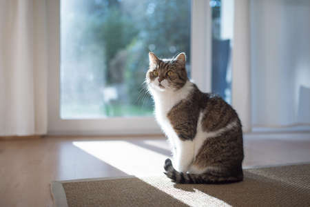 tabby british shorthair cat sitting on a sisal carpet inf ront of illuminated window in the living roomの写真素材