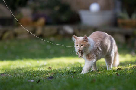 playful maine coon kitten walking over the lawn in the back yard with cat's toy on a string in mouthの写真素材