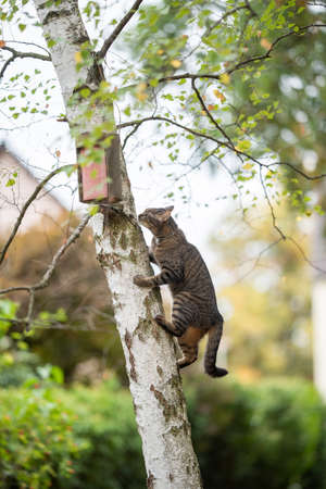 tabby domestic shorthair cat climbing up birch tree with birdhouse in the back yard looking at itの写真素材