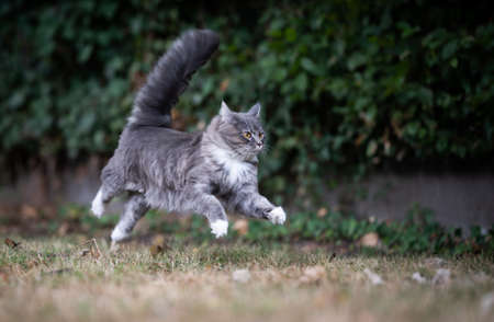 playful maine coon cat running on dried up grass in the back yard jumping over the lawn at high speedの写真素材