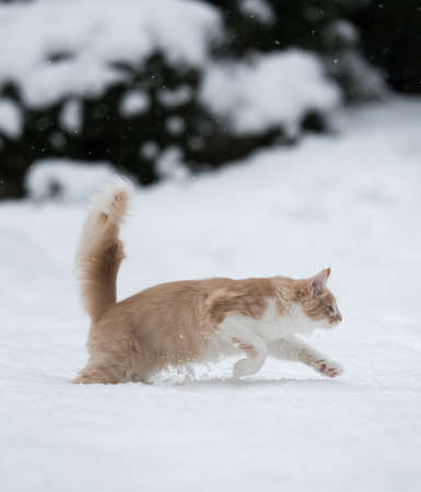 side view of a cream colored maine coon kitten walking in deep snowの写真素材