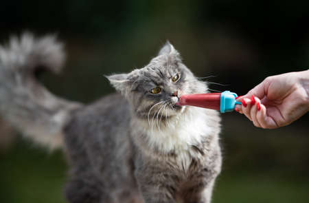 maine coon cat standing on garden table outdoors licking homemade pet ice cream hold by human hand on a hot summer dayの写真素材