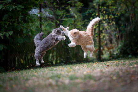 mid air shot of two jumping maine coon cats outdoors in the backyard playing, fighting and attacking each otherの写真素材