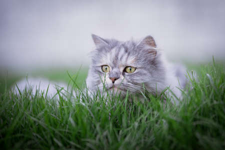 blue tabby persian cat lurking in the grassの写真素材