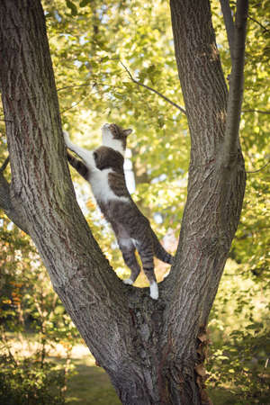 british shorthair cat reaching the topの写真素材