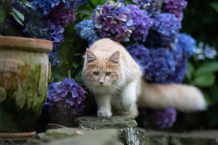 maine coon cat walking on natural stone wall outdoors in the back yard in front of hydrangea plant with blue blossomの写真素材
