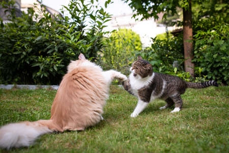 two cats fighting in the back yard. Aggressive british shorthair and maine coon cat raising paw hissing and hitting each otherの写真素材