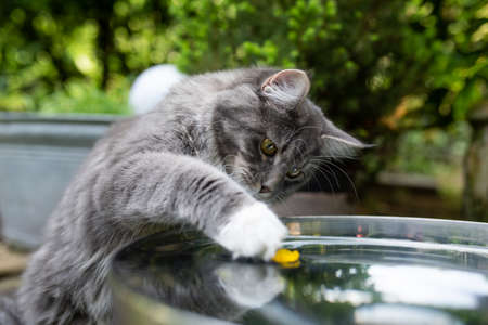 playful young blue tabby maine coon kitten with white paws playing with yellow blossom swimming on water in metal bowl outdoorsの写真素材