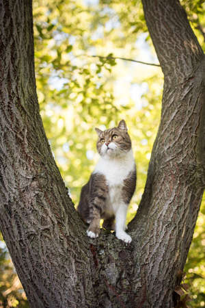 british shorthair cat sitting on tree looking curiousの写真素材
