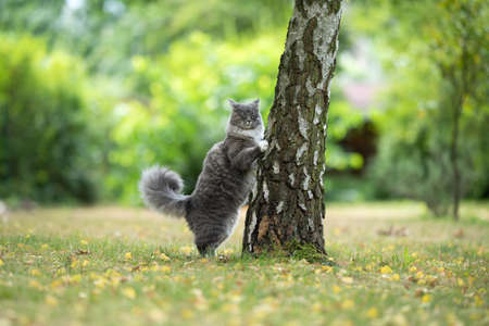 maine coon cat with white paws and fluffy tail about to climb upo a birch tree outdoors in the garden with eyes closedの写真素材