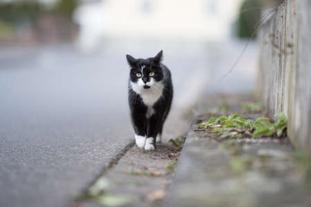 black and white domestic shorthair cat walking along the roadside with ears folded backの写真素材