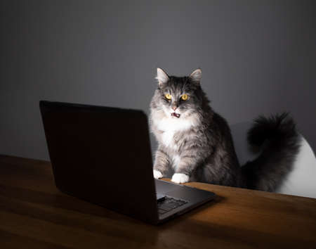 curious young blue tabby maine coon cat with open mouth standing on chair in front of table with...