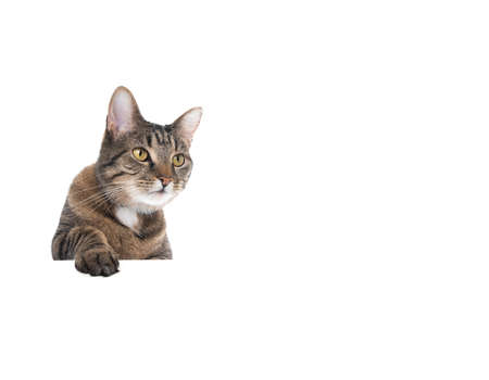 Studio shot of a tabby cat isolated on white background banner with copy space putting single paw on table looking to the sideの写真素材