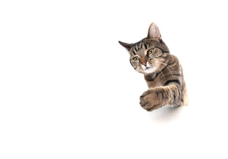 Studio shot of a tabby cat isolated on white background banner with copy space begging for treats stretching out paw reaching for foodの写真素材