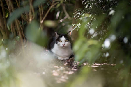 black and white cat sitting in the garden surrounded by botanyの写真素材