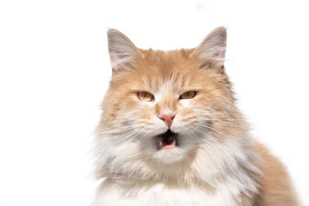 funny portrait of a cream colored beige white maine coon cat with open mouth meowing looking at camera in sunlight on white backgroundの写真素材