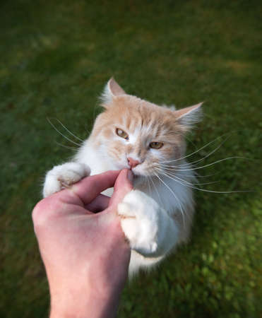 human hand feeding young cream tabby white ginger maine coon cat with dry food treat outdoors on grass on a sunny dayの写真素材