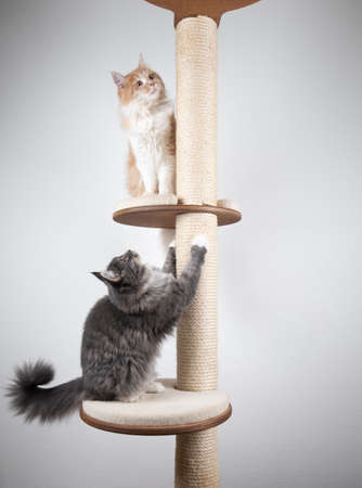two playful young maine coon cats on scratching post playing with each other in front of white background with copy space looking upの写真素材