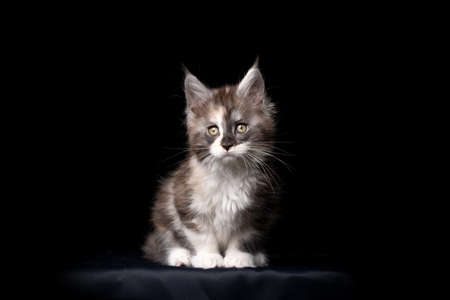 cute maine coon kitten studio portrait on black backgroundの写真素材