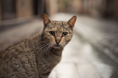tabby turkish stray cat looking at camera in the old town of antalyaの写真素材