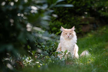 front view of a cream tabby maine coon cat sitting in the garden looking at camera surrounded by plantsの写真素材