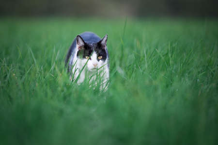 black and white cat prowling near a farmの写真素材