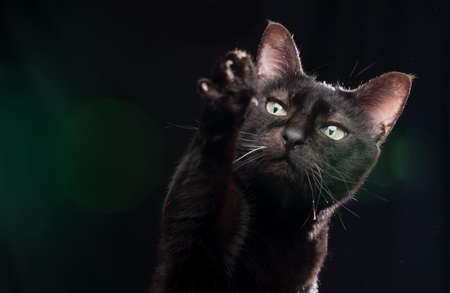 black cat raising paw trying to reach treats on black background with green lens flareの写真素材