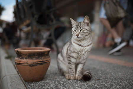stray cat in turkey with tourist in the backgroundの写真素材