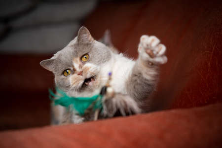 british shorthair cat playing with feather toy on red sofaの写真素材