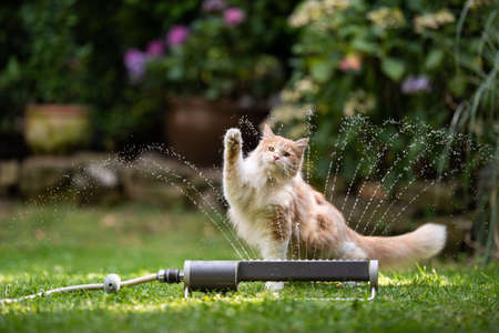 1 year old cream tabby ginger maine coon cat playing with lawn sprinkler water fountain outdoors in the garden raising it's pawの写真素材