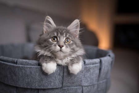 playful blue tabby maine coon kitten lying in pet bed looking up curiouslyの写真素材