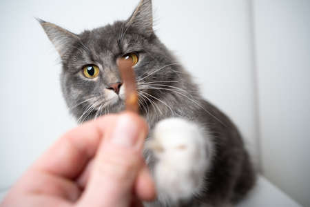 blue tabby maine coon cat raising paw reaching treat hold by human hand feedingの写真素材