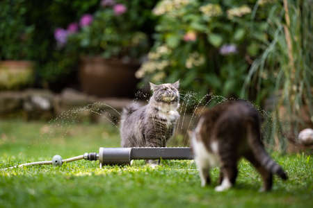 two cats looking at lawn sprinkler water fountain curiously outdoors in the gardenの写真素材