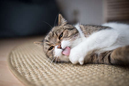 tabby white british shorthair cat relaxing on sisal carpet grooming it's furの写真素材
