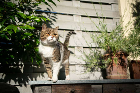 curious tabby white british shorthair cat standing on sunny balcony or terraceの写真素材