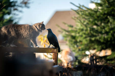 cat semlling on fake plastic bird dummy outdoors in the garden
