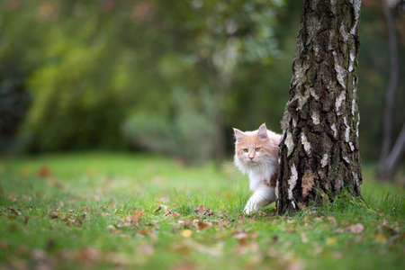 cream colored beige white maine coon cat walking appearing behind birch tree observing the garden outdoors in nature in autumnの写真素材