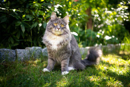 portrait of a beautiful blue tabby maine coon cat sitting on lawn outdoors in garden in summertimeの写真素材